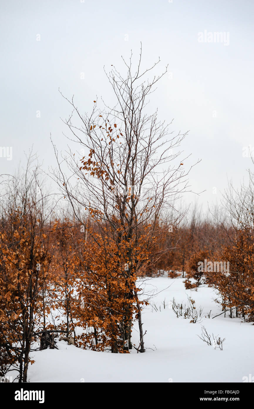 Paysage d'hiver avec des arbres à feuilles caduques dans la neige Banque D'Images