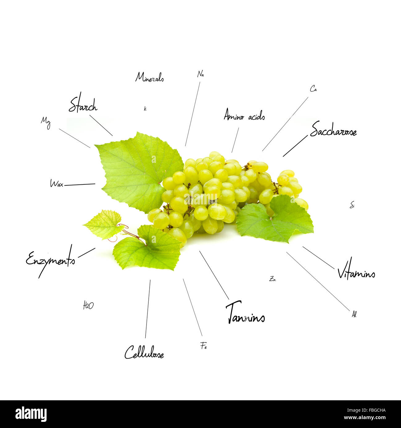 La composition chimique des raisins Banque D'Images