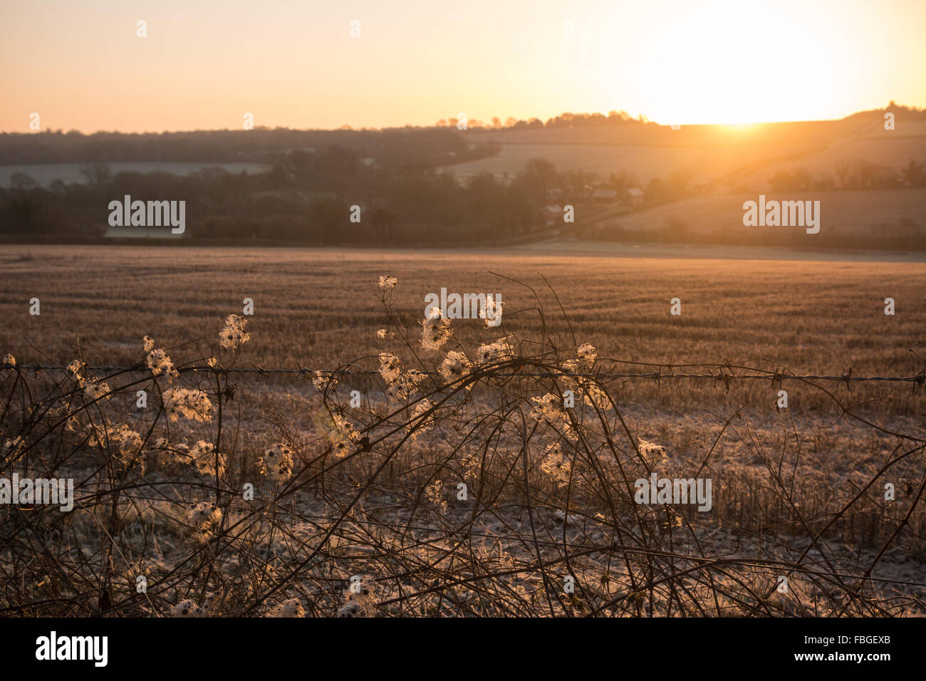 Hill Farm, Morestead, Hampshire, Royaume-Uni, 16 janvier 2016. Météo britannique. Le soleil brille à travers l'épis de Wild Clematis vitalba croissant dans une haie en milieu rural. Credit : Patricia Phillips/Alamy Live News Banque D'Images