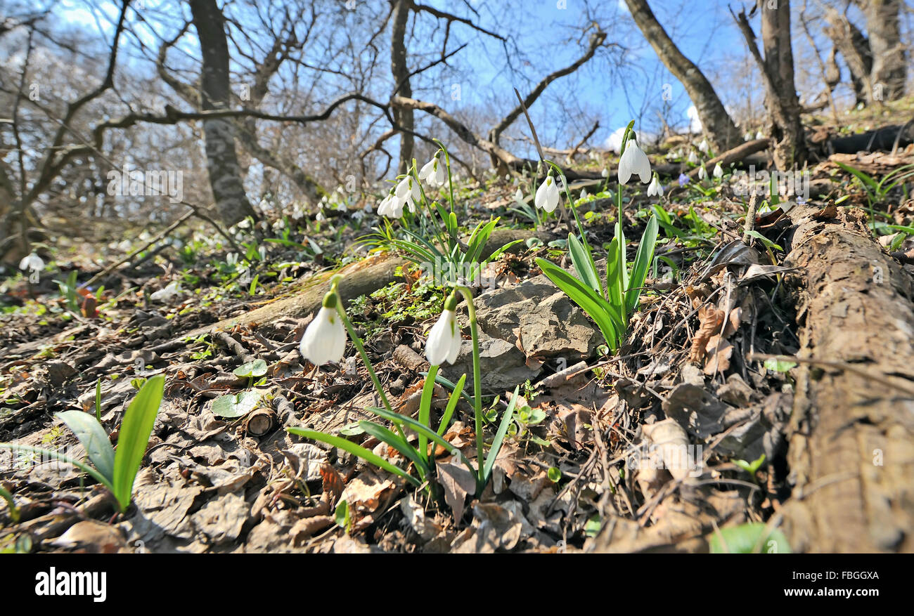 Snowdrop fleurs sur champ dans le printemps ! Banque D'Images
