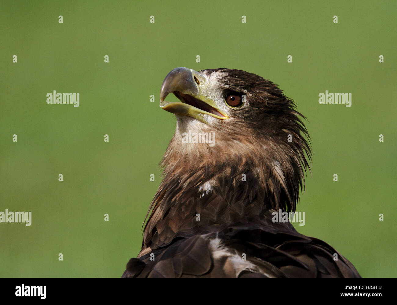 L'aigle de mer de Steller (Haliaeetus pelagicus) Banque D'Images