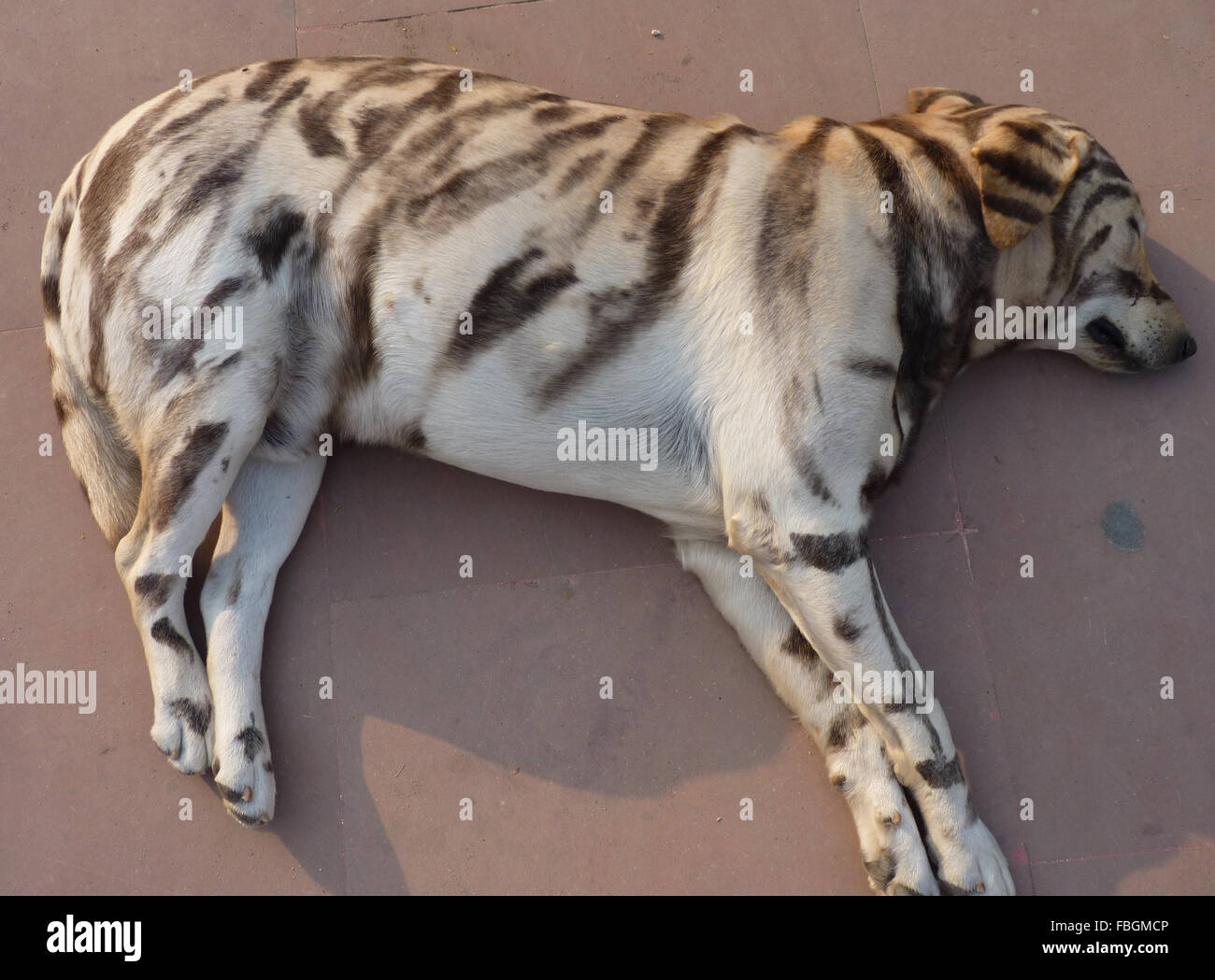dog-like-tiger-banque-de-photographies-et-d-images-haute-r-solution