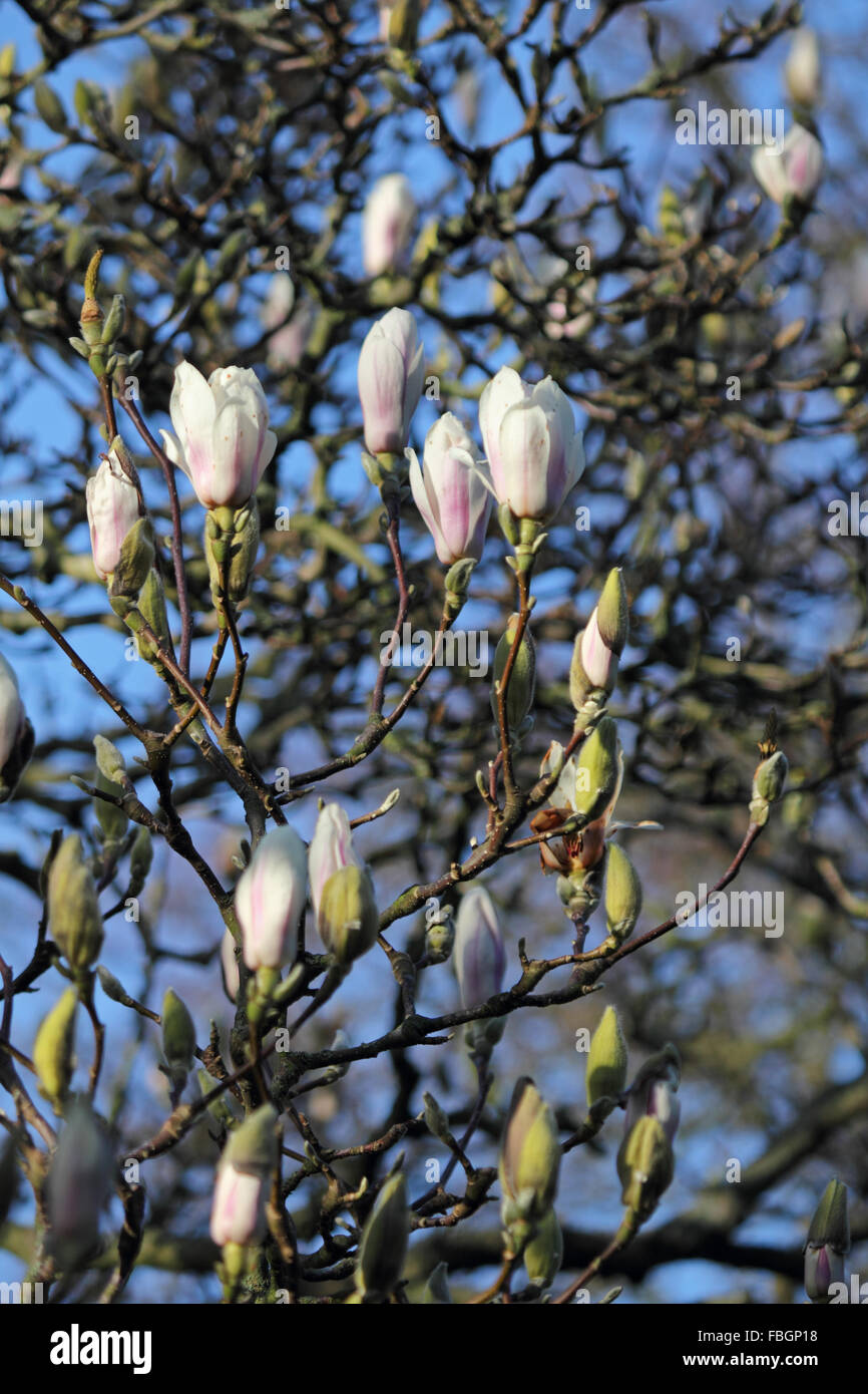 Hampton Court, London, UK. 16 janvier 2016. Le temps doux a causé de nombreuses plantes à fleurs de printemps et d'arbres à floraison beaucoup plus tôt que la normale comme ce magnolia. Malheureusement, les délicates fleurs du magnolia sont sensibles au gel, ce qui peut les faire brunir et mourir avant l'ouverture complète. Credit : Julia Gavin UK/Alamy Live News Banque D'Images