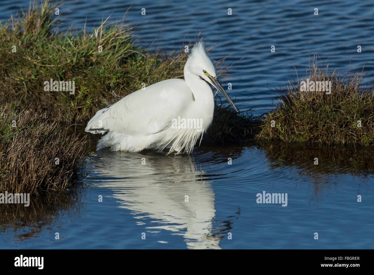 Aigrette garzette (Egretta garzetta) en quête de digue côtière en hiver Banque D'Images