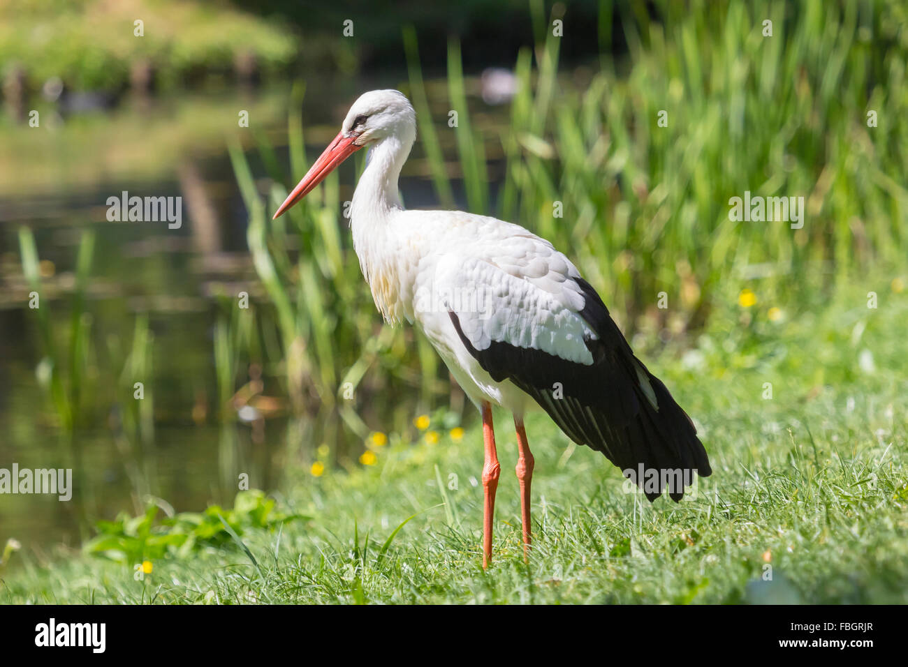 Stork de nourriture dans l'herbe sur une rive du fleuve. Banque D'Images