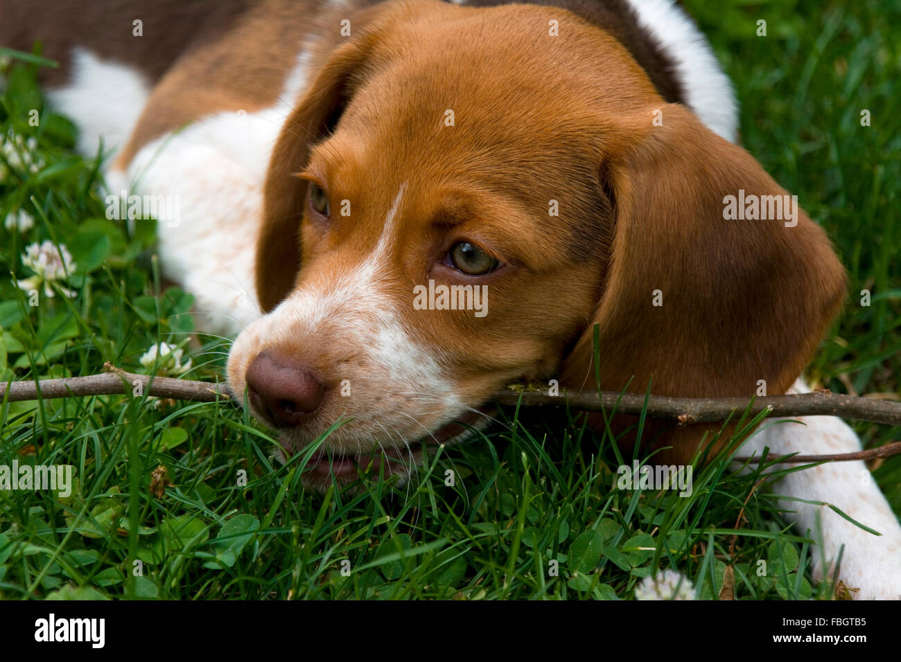 Un chiot beagle joue avec un bâton dans l'herbe verte et les trèfles de la fin du printemps. Banque D'Images