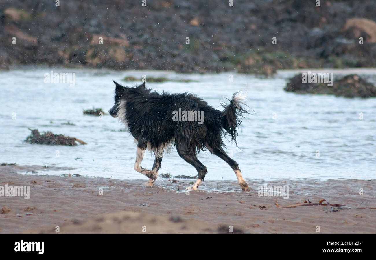 Joli chien jouant dans la plage. Scarborough, North Yorkshire, Royaume-Uni. Banque D'Images