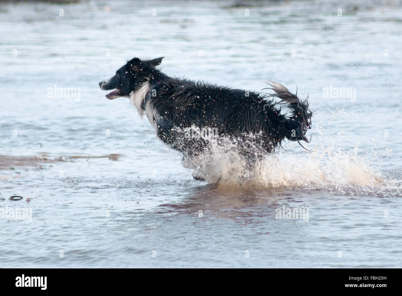 Joli chien jouant dans la plage. Scarborough, North Yorkshire, Royaume-Uni. Banque D'Images