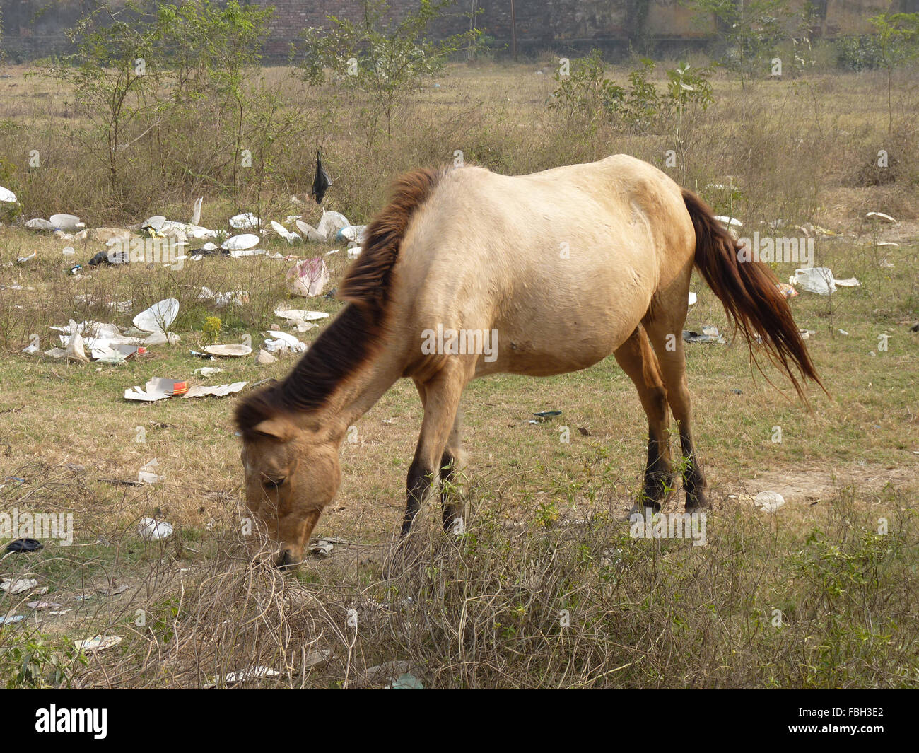 Cheval errant dans les terres de pâturage ouvert Banque D'Images