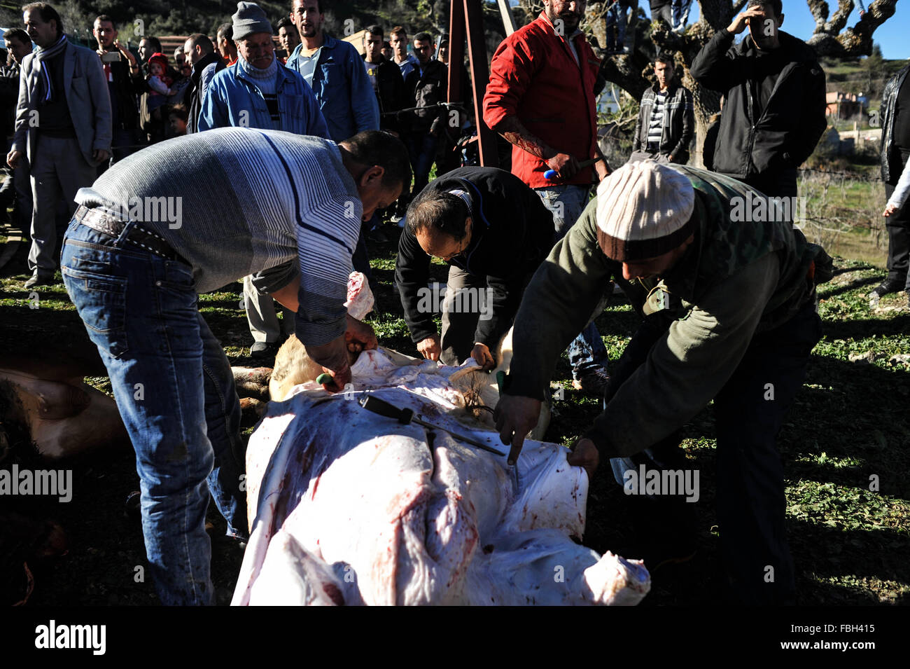 Algérie - Tizi Ouzou ,Janvier 8,2016 La célébration de Yennayer 2966 le Nouvel an berbère dans le village MEZEGUENE des tops montagne de la Kabylie va voir l'abattage et la découpe des carcasses de veaux 10 puis la distribution de la viande dans tous les habitants du village et un concours du tir sportif dans le fusil. Banque D'Images