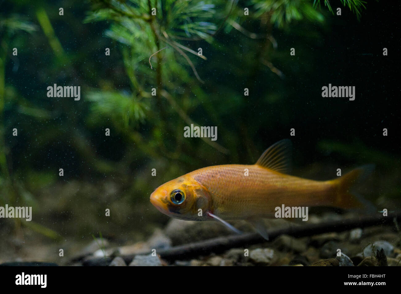 Orfe dorée/Ide Banque D'Images