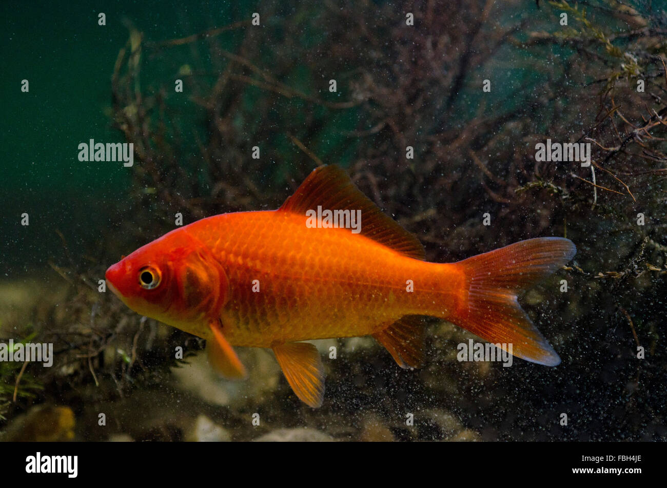 Le carassin (Carassius auratus) Banque D'Images