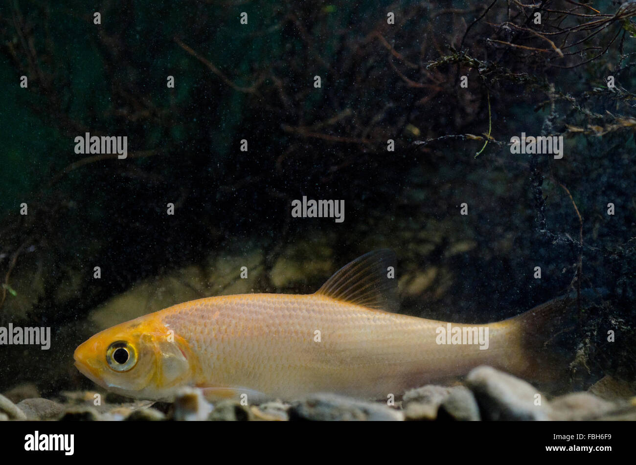 Ide / ide mélanote (Leuciscus idus) Banque D'Images