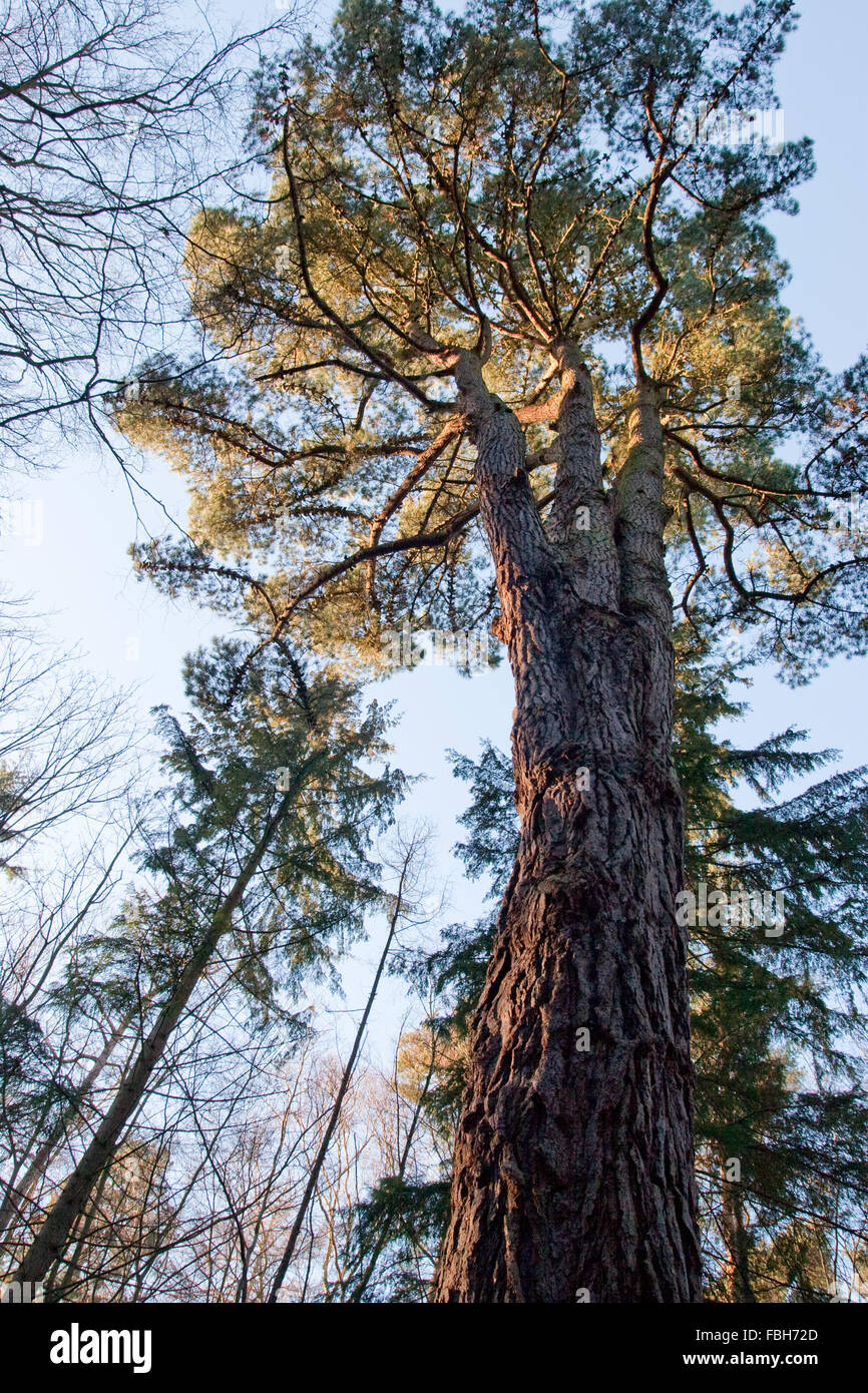 Pinus radiata Banque de photographies et d’images à haute résolution ...
