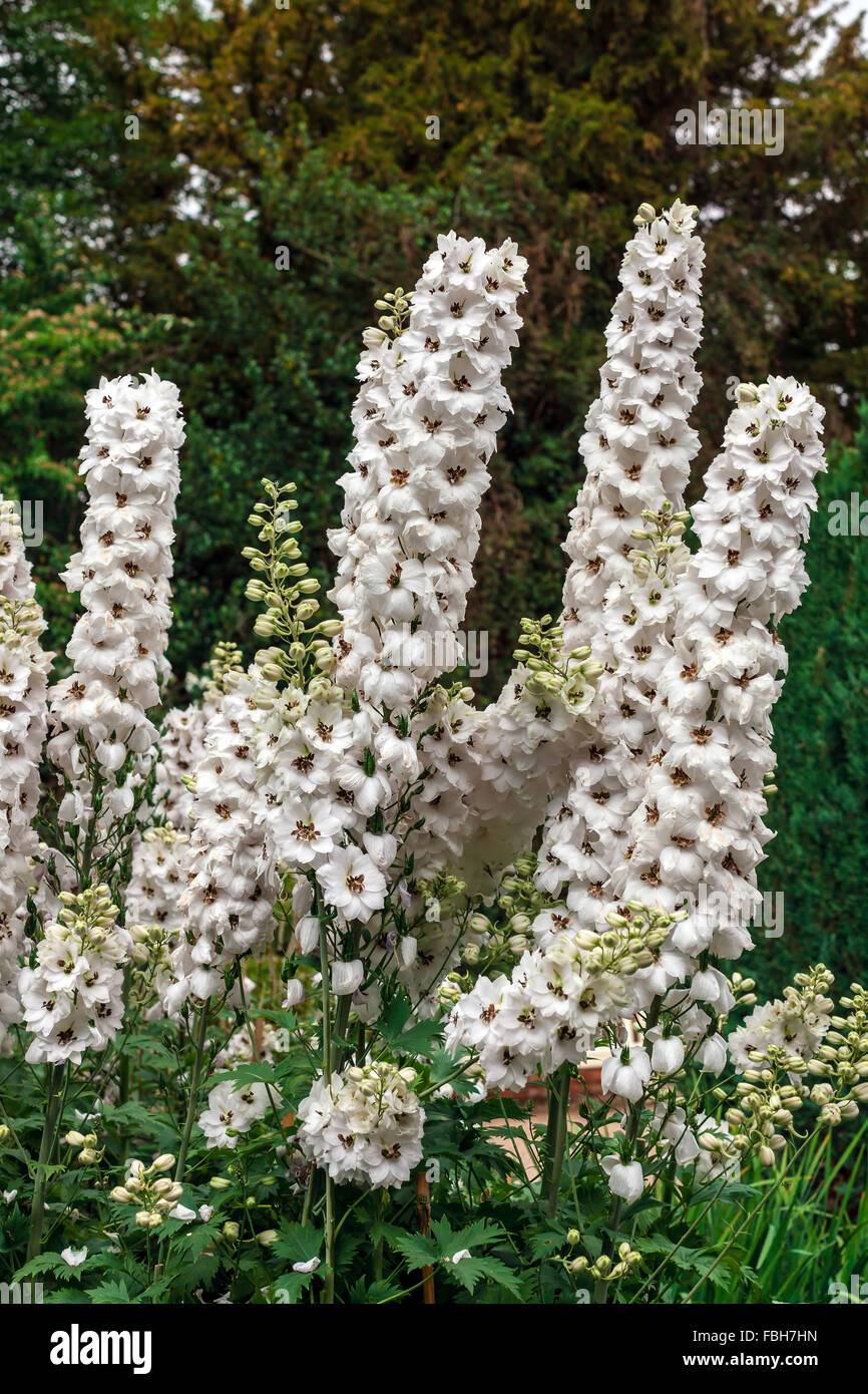 Haute croix blanche delphinium fleurs dans une bordure herbacée d'un jardin anglais Banque D'Images