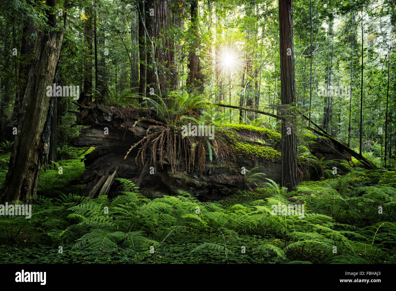 États-unis, Californie, Humboldt Redwood, forêt, arbres, forêt, fougère, vert, vieux, soleil, lumière arrière, lumière, paradis, Banque D'Images États-unis, Californie, Humboldt Redwood, forêt, arbres, forêt, fougère, vert, vieux, soleil, lumière arrière, lumière, paradis, Banque D'Images