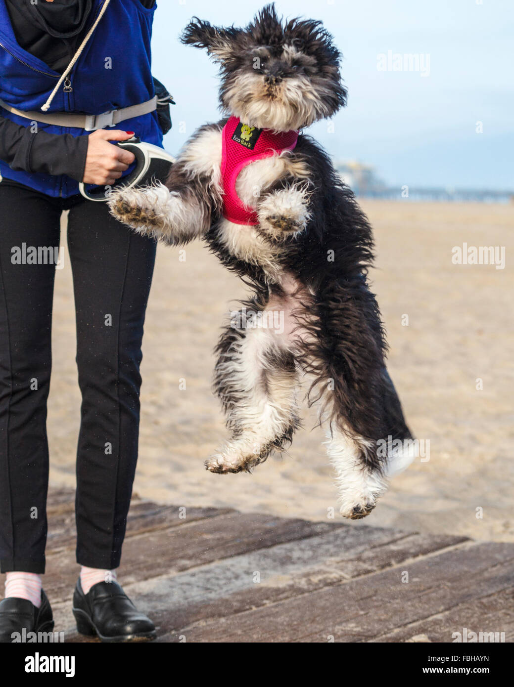Maltipoo saute dans l'air Banque D'Images