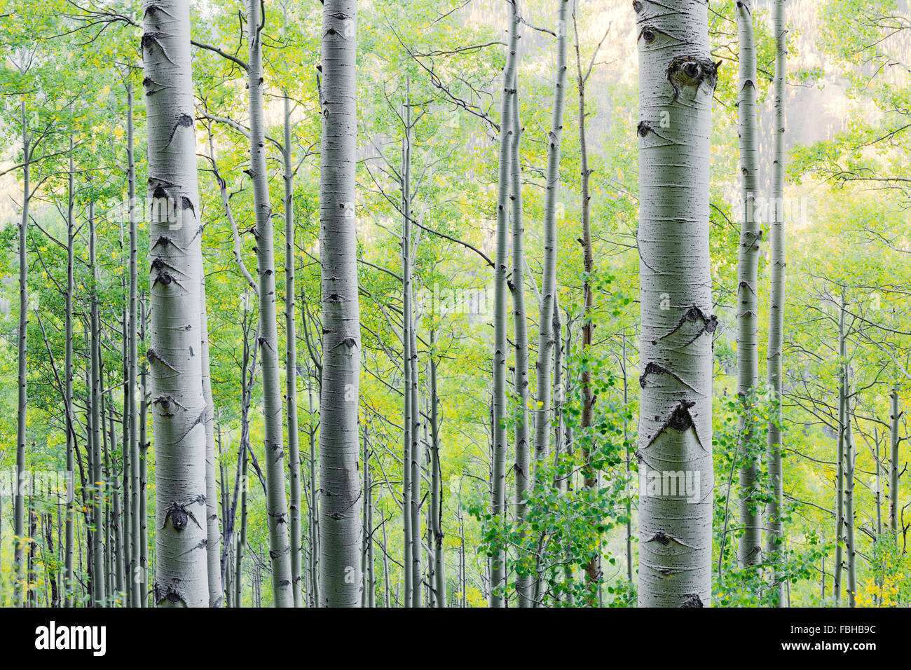 USA, Amérique, Colorado, le tremble, le bouleau, forêt, arbres, vert, jaune, Banque D'Images USA, Amérique, Colorado, le tremble, le bouleau, forêt, arbres, vert, jaune, Banque D'Images