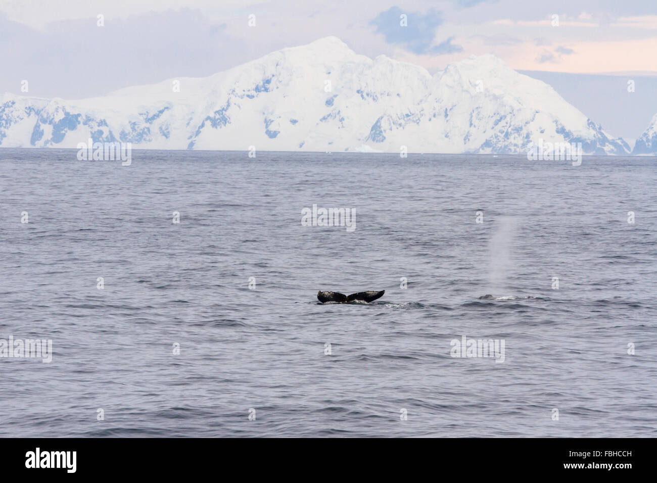 Flûte et queue de la tuyère d'coup de baleines à bosse dans les eaux au large de côtes de l'Antarctique Péninsule. Banque D'Images