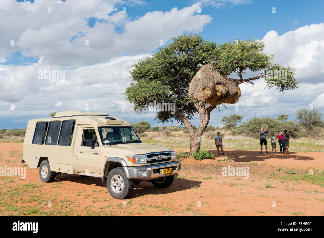 Safari tour à groupe sociable weaver nest en acacia, Namib Naukluft Park, Solitaire, Désert du Namib, Namibie Banque D'Images