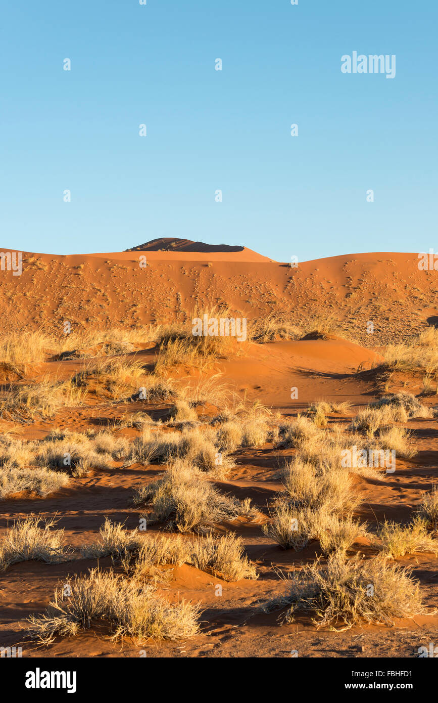 Scène du désert, Namib Naukluft Park, le désert de Namib, Namibie Banque D'Images