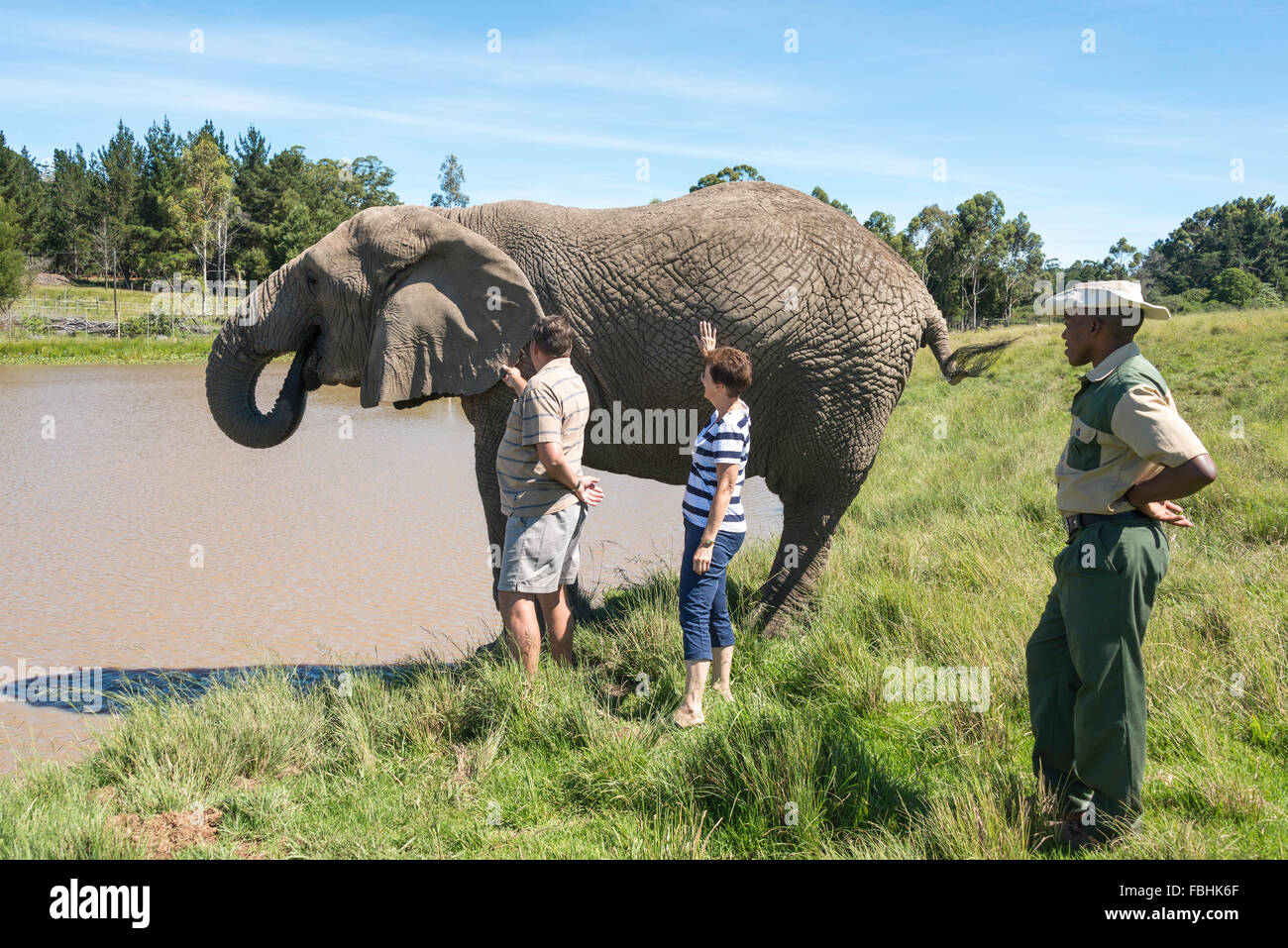 Couple avec éléphant à Knysna Elephant Park, Plettenberg Bay, Knysna, Knysna municipalité, province de Western Cape, Afrique du Sud Banque D'Images