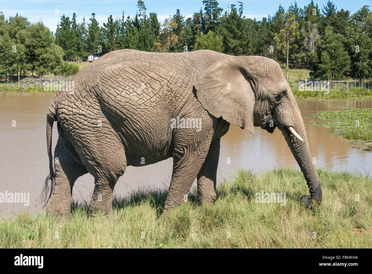 Éléphant mâle à Knysna Elephant Park, Plettenberg Bay, Knysna, Knysna municipalité, province de Western Cape, République sud-Af Banque D'Images