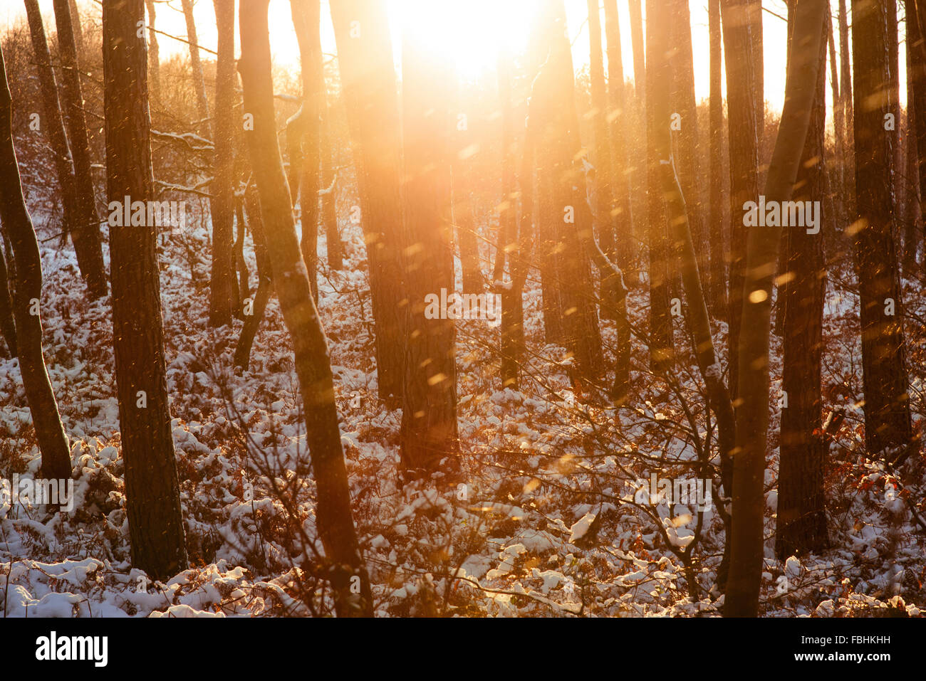 Le coucher du soleil, forêt, neige, verglas, l'hiver, la mer Baltique, Darss, Allemagne Banque D'Images