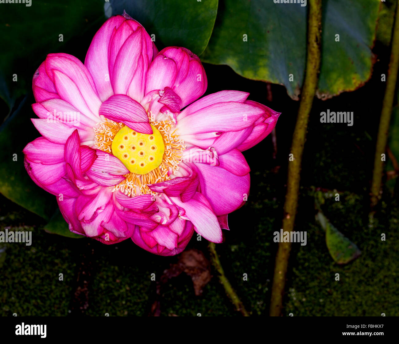 L'Nymphaeaceae sont aquatiques, herbes rhizomateuse .Les membres de cette famille sont communément appelés nénuphars Banque D'Images