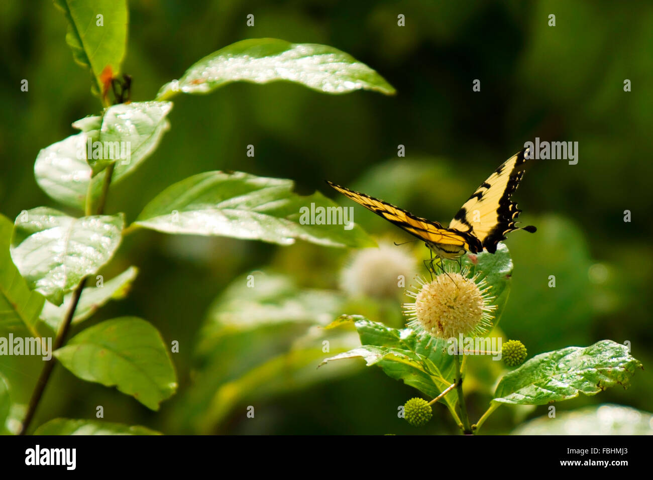 Un papillon jaune et noir est assis sur une fleur céphalanthe occidental chargée depuis le nectar. Banque D'Images