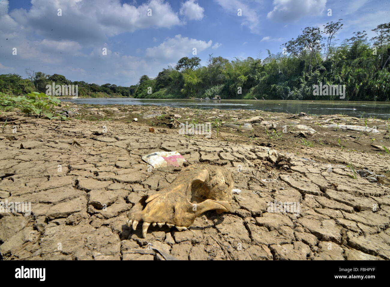 Cauca. 17 Jan, 2016. Image non datée montre un crâne d'un animal dans le flux de la rivière Cauca à sec sur son chemin par Navarro ville, dans département de Valle del Cauca, en Colombie. Bien que les pluies ont été enregistrées cette semaine et en partie soulager la sécheresse dans certaines rivières du pays, les bassins des rivières Cauca et Magdalena demeurent les plus touchés par la saison d'El Nioo, selon les informations de l'Institut de météorologie, l'hydrologie et des études environnementales (IDEAM, pour son sigle en espagnol) de la Colombie. © Jorge Orozco/COLPRENSA/Xinhua/Alamy Live News Banque D'Images