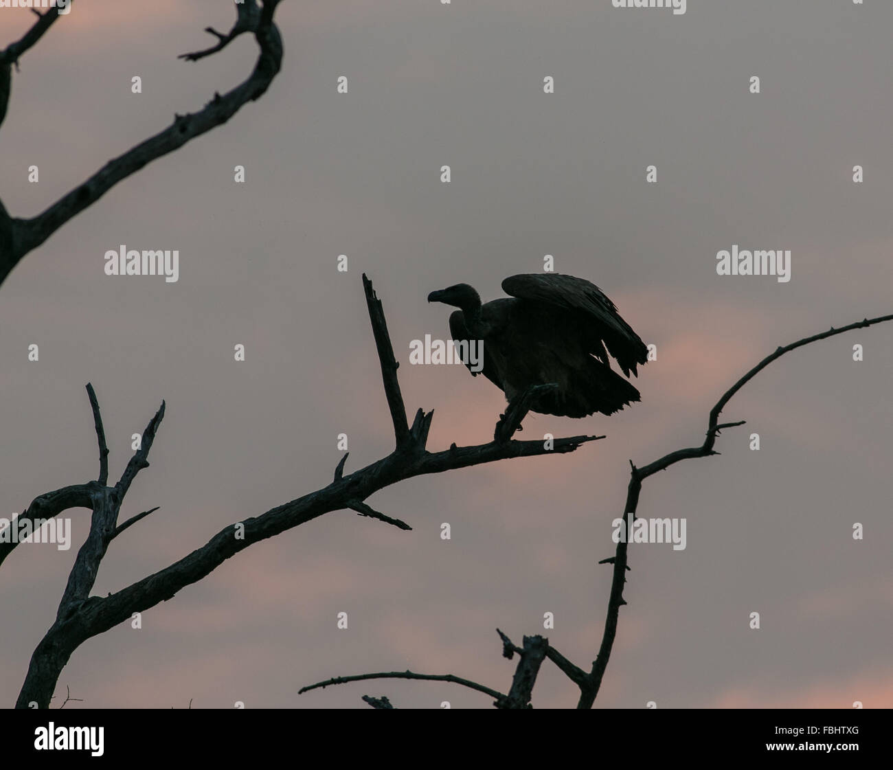 La silhouette d'un vautour africain (Gyps africanus) dans un arbre, Okavango Delta, Botswana, Africa Banque D'Images