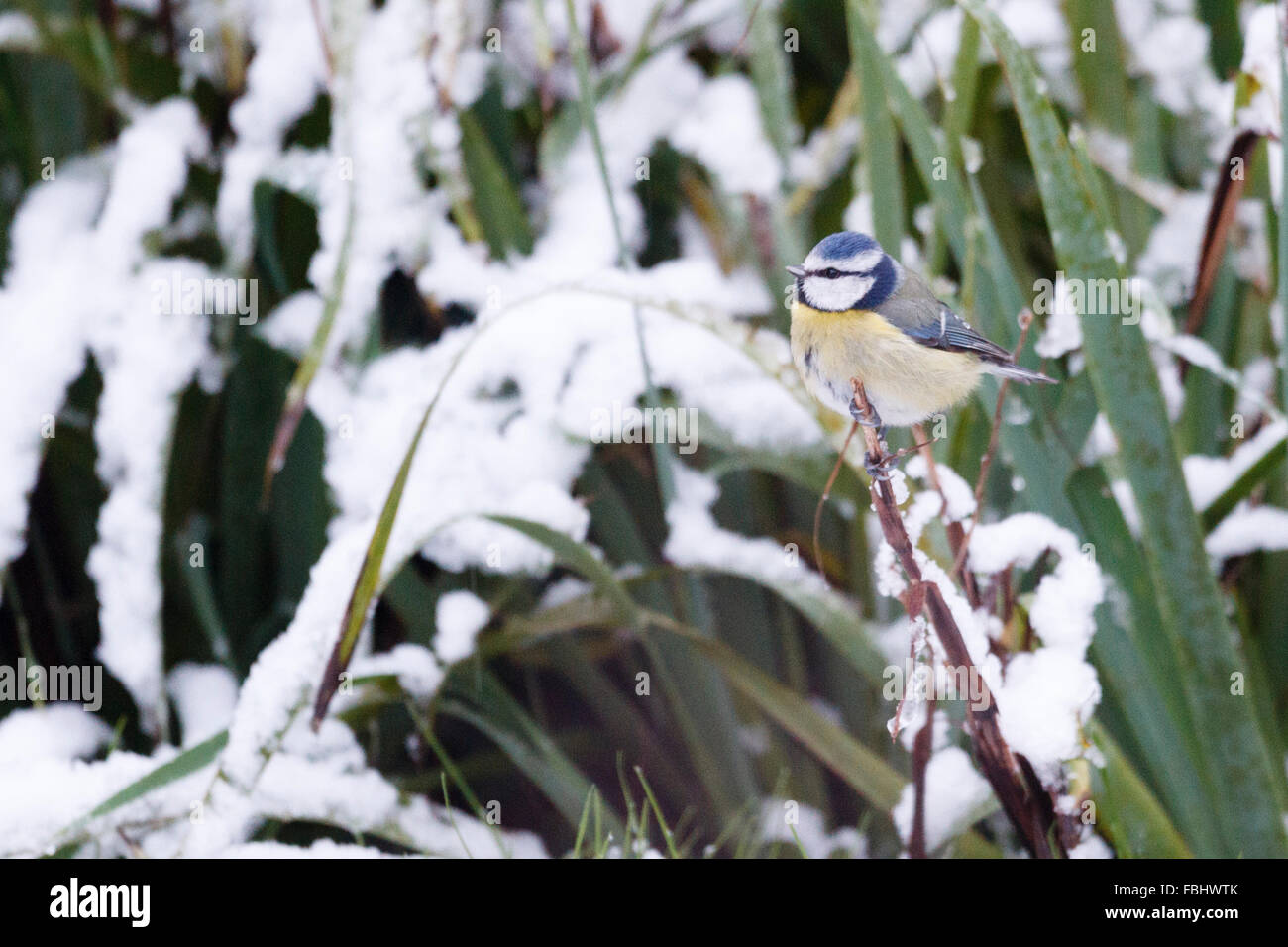 17 janvier 2016. Un bluetit tôt le matin de la neige. La neige nuit déplacé vers le sud jusqu'à l'East Sussex. Credit : Ed Brown/Alamy Live News Banque D'Images