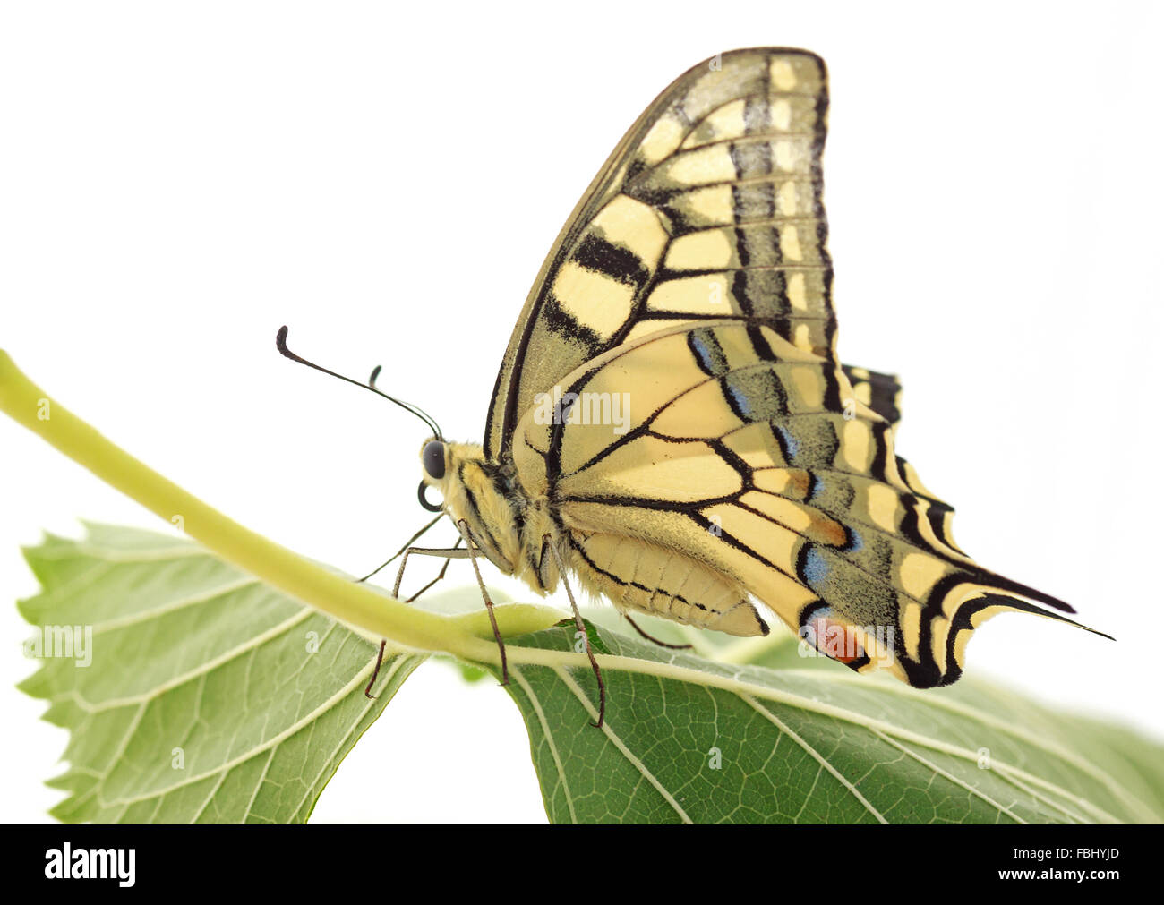 Papilio Machaon butterfly sitting on Green leaf Banque D'Images