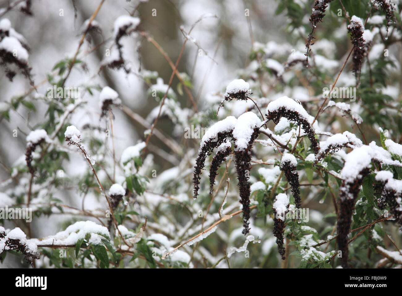 Buddleja ou pigment de bush en hiver neige Banque D'Images