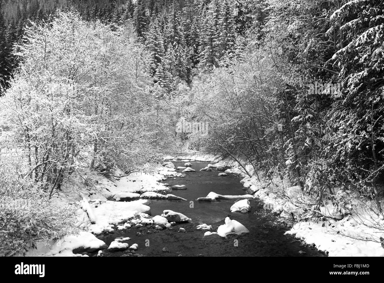 Forêt et rivière qui coule dans la vallée de la Villa Alta Badia, dans les Dolomites - Trentino-Alto Adige, Italie Banque D'Images