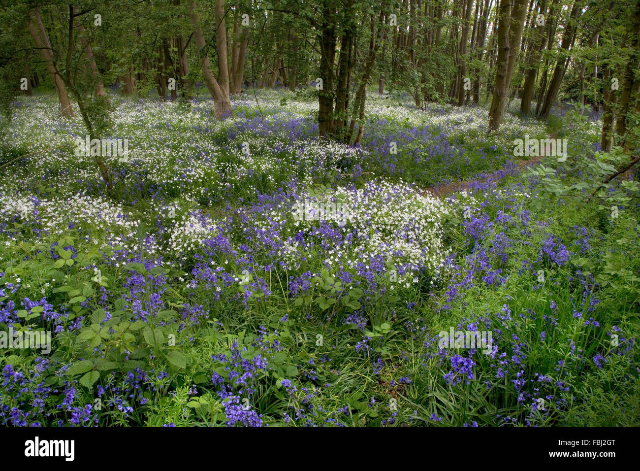 Une plus grande(Stellaria holostea stellaire) et de jacinthes (Endymion non-scriptus),dans les forêts mixtes, dans les petits bois d'Essex, n Banque D'Images