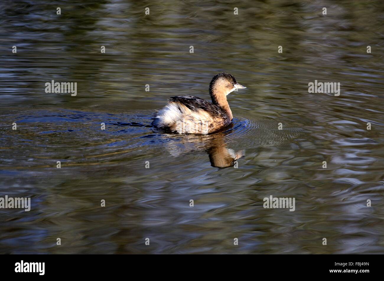 Grèbe castagneux Tachybaptus ruficollis dabchick au Welsh La faune et les milieux humides du centre de la Réserve Naturelle de galles Cardigan Cilgerran Banque D'Images