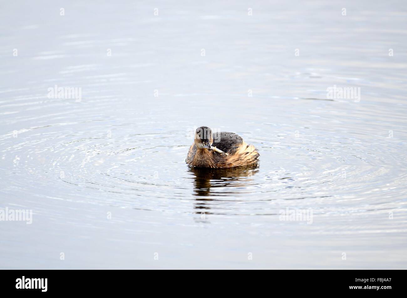 Grèbe castagneux Tachybaptus ruficollis dabchick avec un poisson dans son bec la faune et des milieux humides gallois Réserve Nature Cilgerrran Banque D'Images