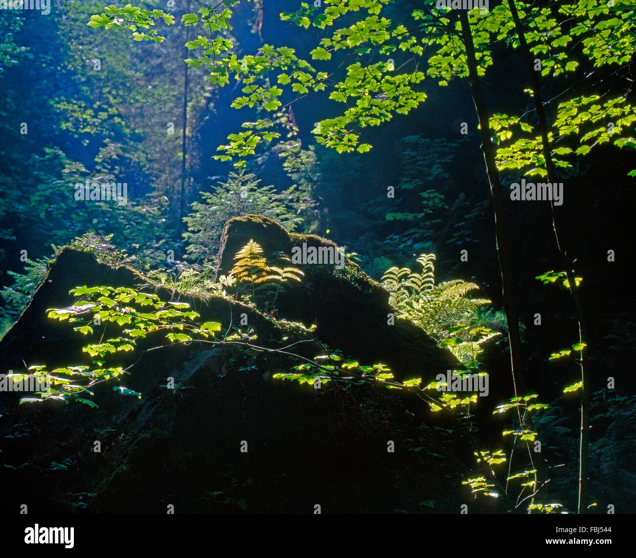 Paysage, naturel, romantique, sentier, Uttewalder Grund, le Parc National de la Suisse saxonne Banque D'Images