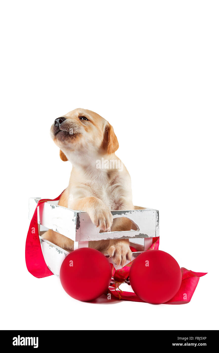 Petit chien assis dans une boîte Banque D'Images