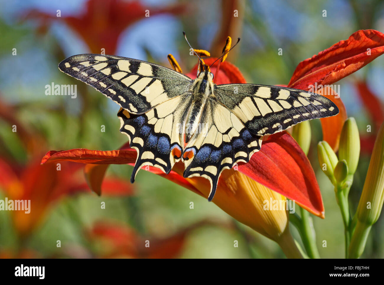 Close up de Papilio Machaon butterfly sitting on flower Banque D'Images