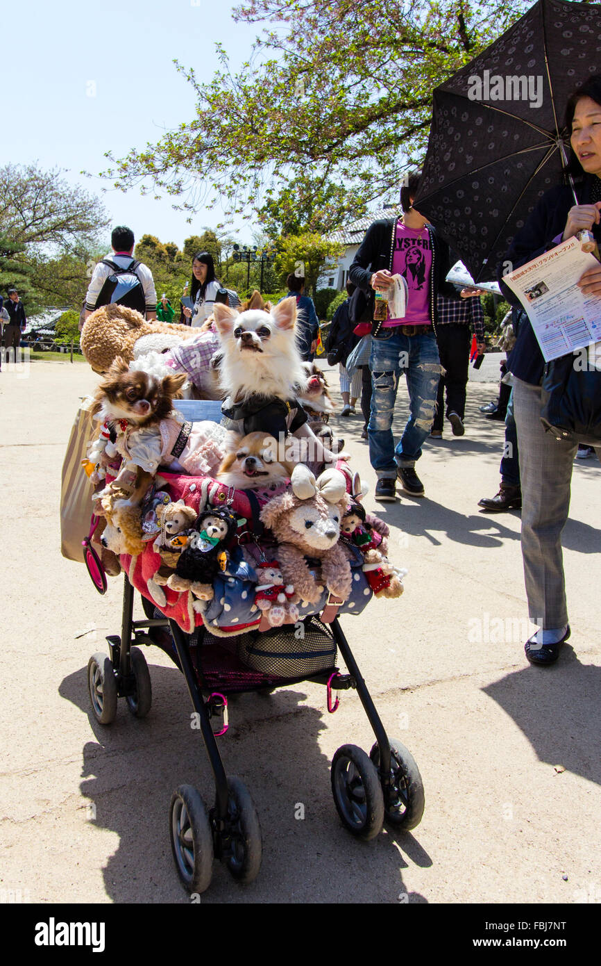 Les gens se sont réunis autour d'une poussette remplie de plusieurs 'animal choyé' chiens. Un engouement japonais où les chiens sont habillés en cher Nom de bande les vêtements. Banque D'Images