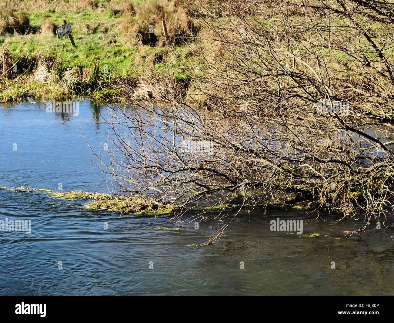 Itchen River en hiver avec de l'eau pris de mauvaises herbes sur la barre des branches d'un arbre tombé. Banque D'Images