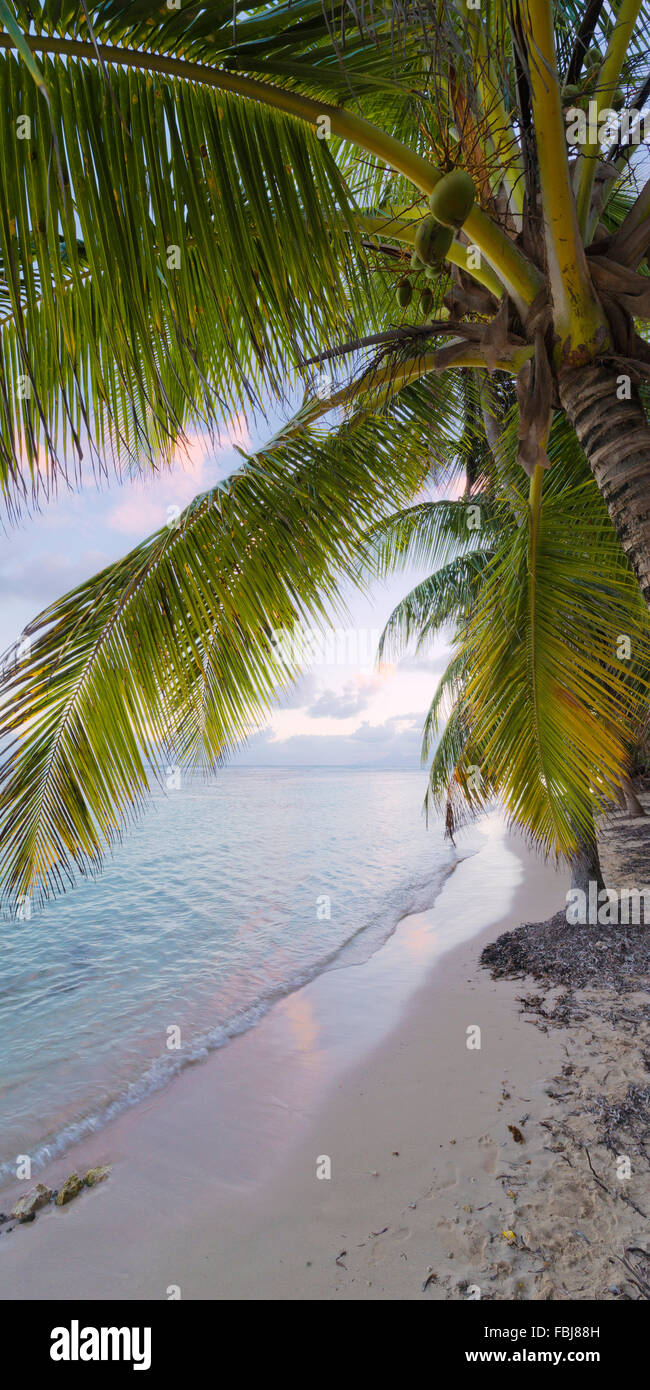 Dans les Caraïbes, la Guadeloupe, île, cadre idyllique, tropical, palmier, plage, mer, Banque D'Images