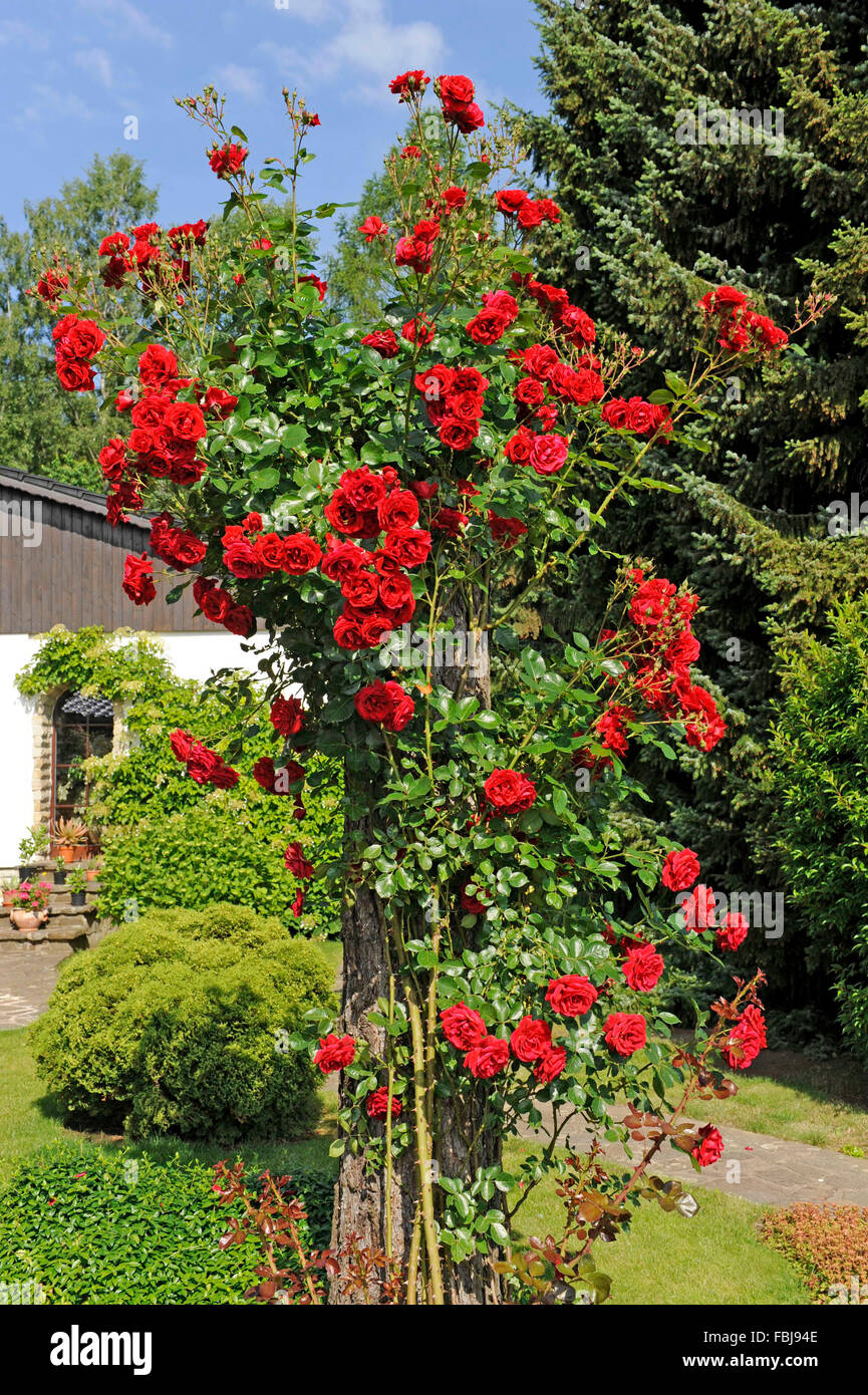 Rosier grimpant rose, sympathie, une deuxième fois en fleurs, fleurs rouge  foncé de la début de l'été jusqu'à la fin de l'automne, l'escalade de  l'aide, jardin Photo Stock - Alamy