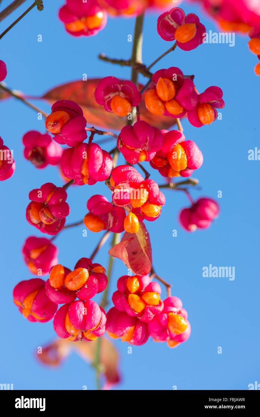 Euonymus europaeus - fusée, les baies mûres.avec ciel bleu Banque D'Images