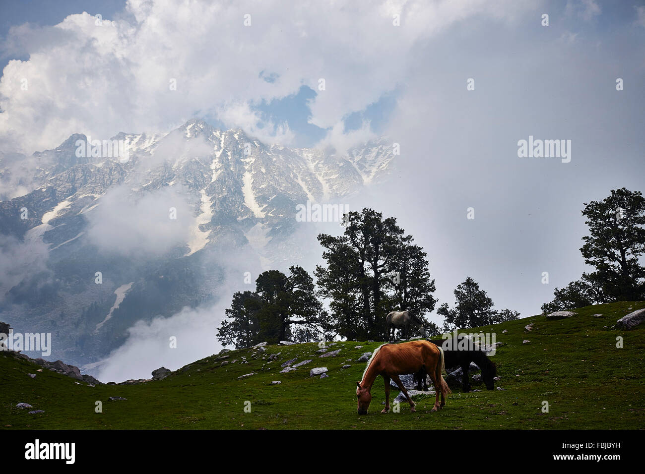 L'Himalaya indien, chevaux, Indrahar pass, snow summit, Dhauladhar, Himachal Pradesh, Inde Banque D'Images