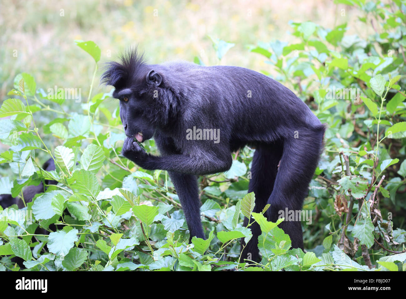 Les Célèbes crested macaque, Cynopithecus au Niger Banque D'Images