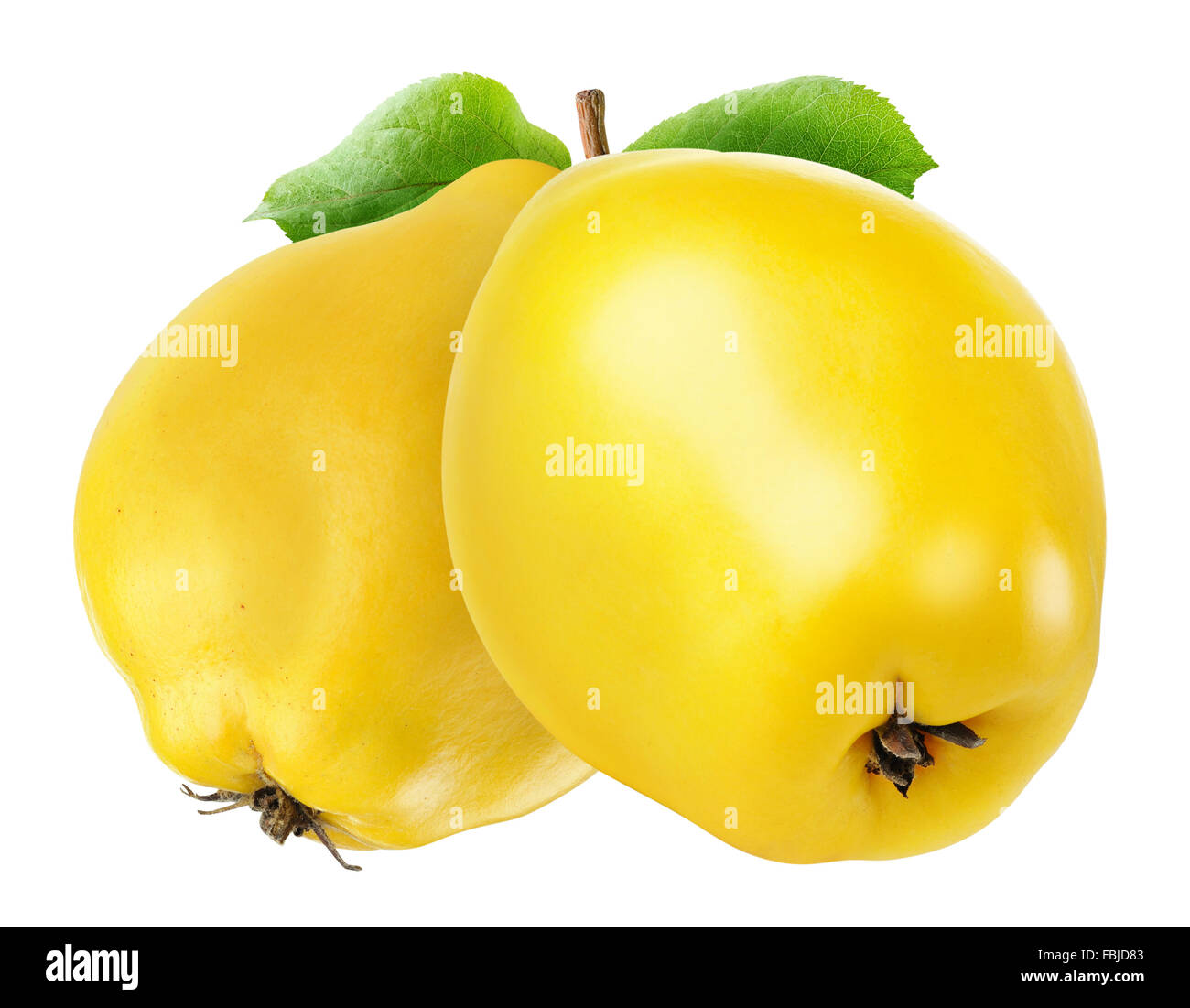 Deux fruits coing isolated on white with clipping path Banque D'Images